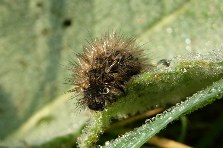 Bruchi di Arctidae